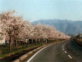 風車街道の桜